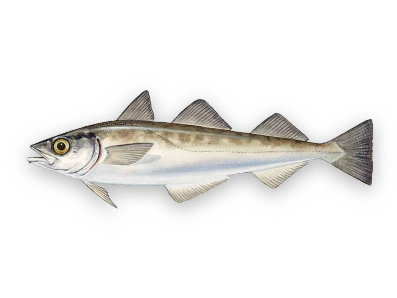 Kömür Balığı : Hasgül Gıda